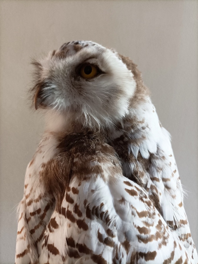 A Cased Taxidermy Snowy Owl, 1920’s (4).jpg